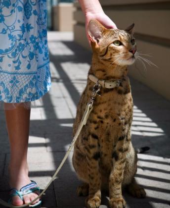 Cómo conseguir Gato Ashera