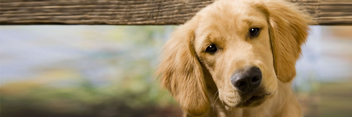 Servicios Veterinarios Premià de Mar