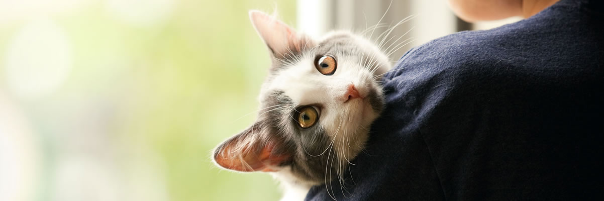 Campañas de Vacunación y Prevención