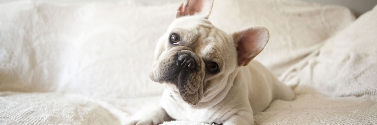 Urgencias veterinarias 24 horas