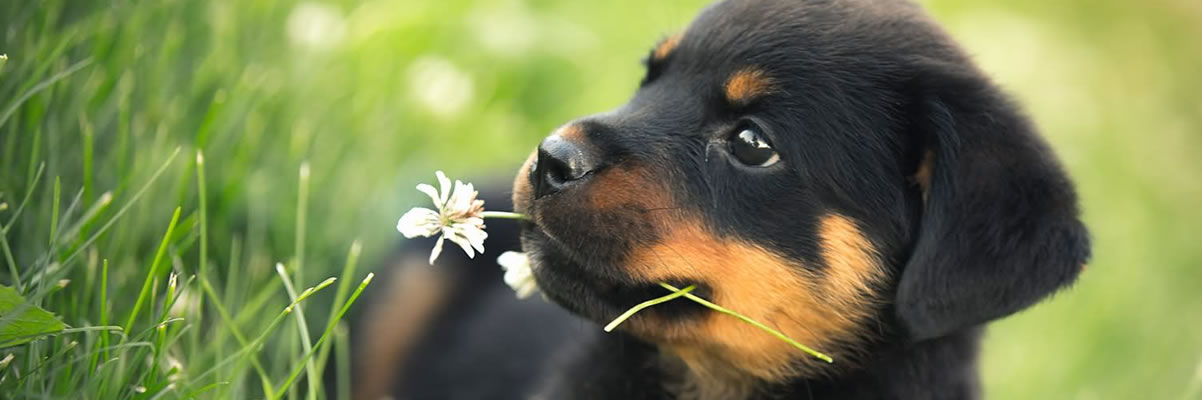 Centre Veterinari La Riera