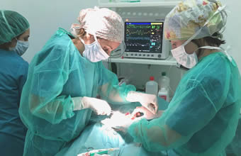 Veterinario 24 horas