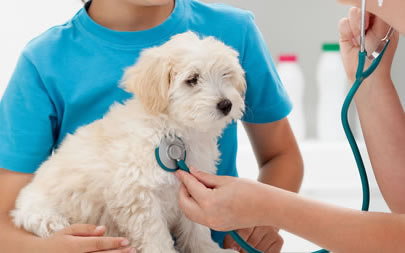 Planes de Salud Veterinario Premià de Mar